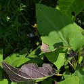 Salvia macrophylla (3)